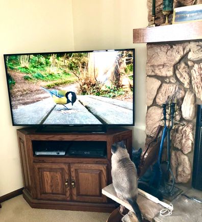 Some of these cat videos on you tube will run for 8 hrs.