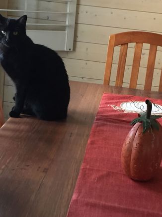 Told you you’ll be in trouble now that I can post pictures. This is my favorite Halloween decor in my house, Inky. Who else has Halloween decorations that purr??