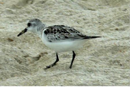 Another one DH took - I call these sandpipers but I think they may actually be a bird called a Sanderling.