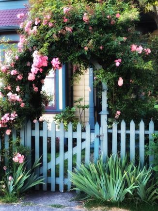 I was a bit surprised when this photo of our roses and front gate showed up in my FB feed yesterday.