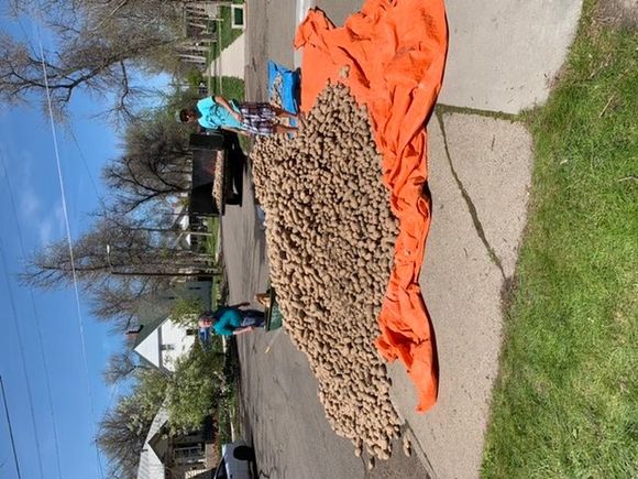 Walking home and we found free potatoes.  Farmers are giving them away as they can’t sell them (no market).  We took home two bags. 