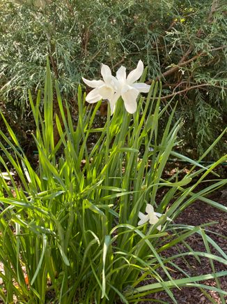 A little last daffodil. 