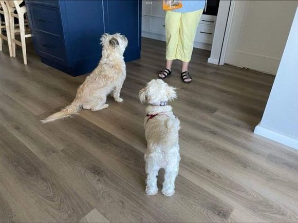 Sit! 