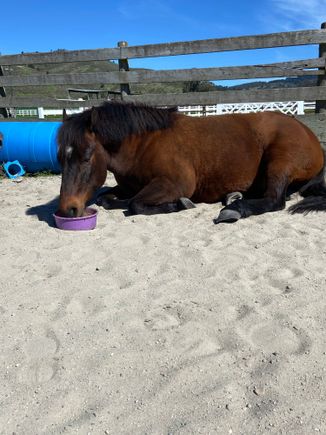 Marty having breakfast in bed!
Happy daylight savings everyone. More light to play in the garden.
Pippa is getting acupuncture and holistic medicine to address her skin issues(common in Westies). We’re trying to avoid all the meds that have long term stress on vital organs. So far she’s holding her own.
Trying really hard to stay sane with current world affairs…..