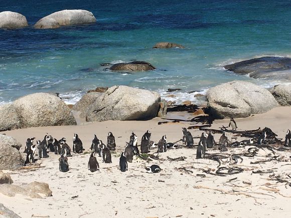 Penguins in Simon’s town