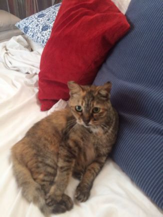 Janice our resident cat at Bon Ton Resort on Langkawki.