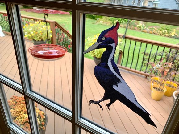 When I awoke this morning, I was pleasantly surprised to learn that the supposedly extinct Ivory Billed woodpecker paid me a special visit!