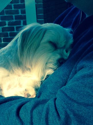 
His favorite snuggle spot on DH.  