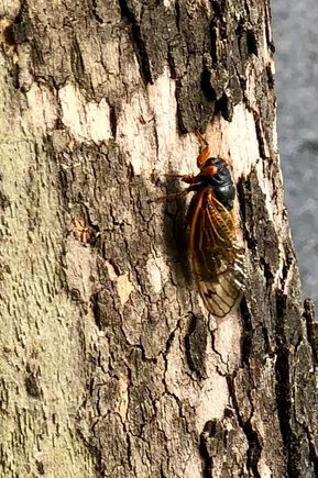 I guess I’ll have to throw these beauties away. Such a waste 