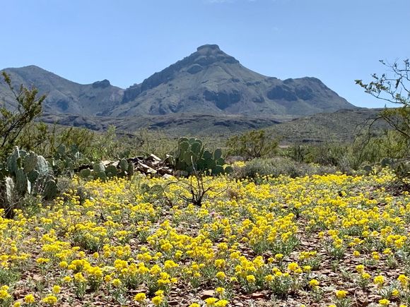 Wildflowers are also blooming.