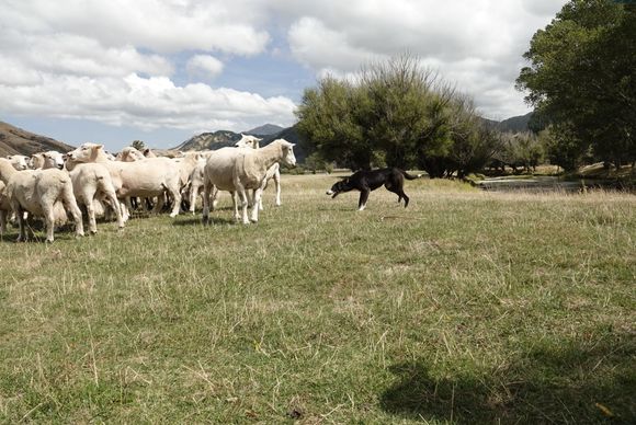 More sheep than people in NZ. We watched a demonstration of a couple of sheep dogs doing their thing. They were amazing!!