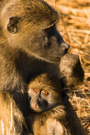 Baboons, Chobe NP
