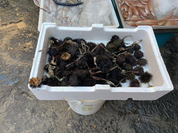 Sea urchins for sale at La Pescheteria.