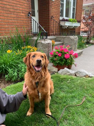 A rare smiling pic of Bad Molly while we sit on our patio this evening. 