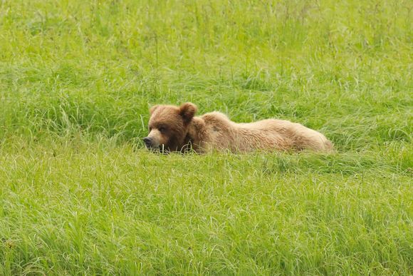Grizzly monetarily raising its head from the nutritious sedge-grass