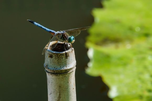 Tower Grove Park, dragon fly