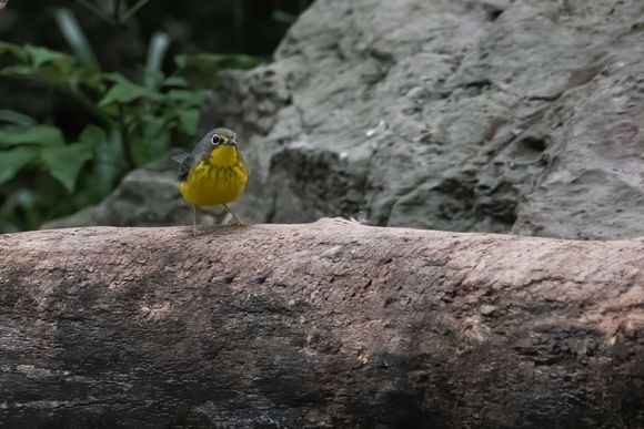 In honor of Percy, the Canada Warbler