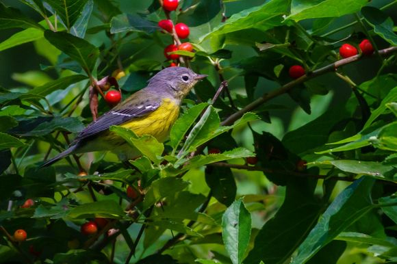 Magnolia warbler