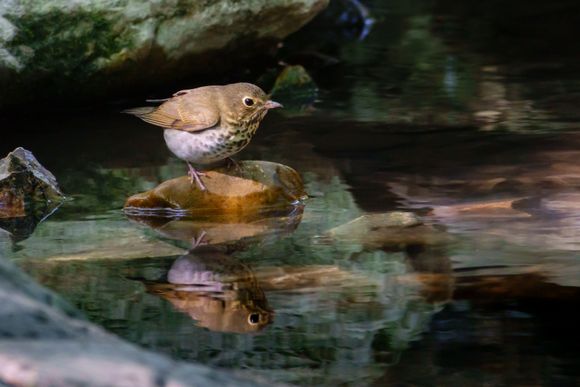 Swainson's Thrush with a nice reflection