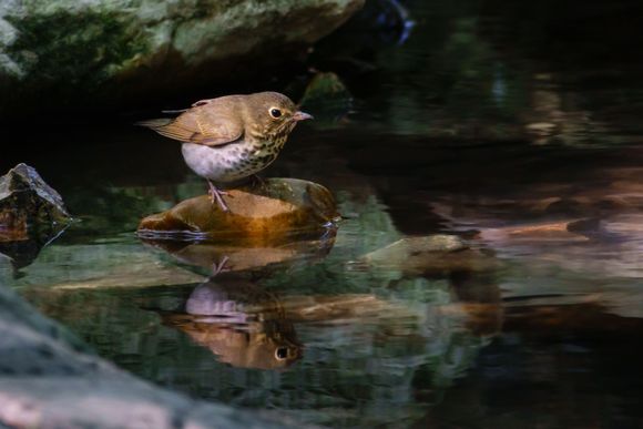 Swainson's Thrush with a nice reflection