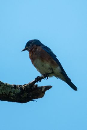 Heavily shaded bluebird. 