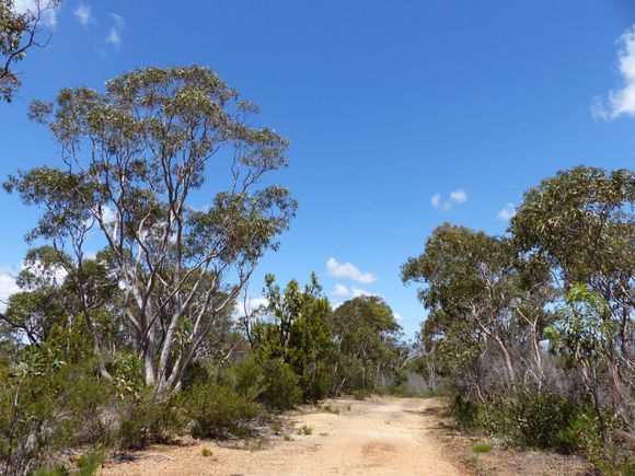 Walked the fire track, coz I missed the trail sign....