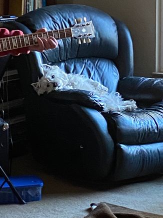 Barry listening to his human play guitar 