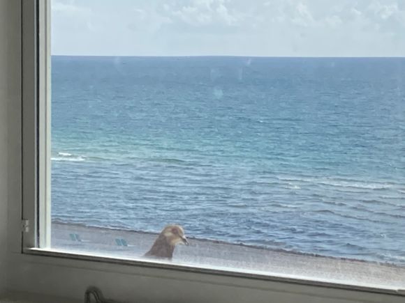 Girl Pigeon at my window this morning. I fed her once already. She’s greedy. Yesterday afternoon she and the Interloper were pecking like crazy at the window until I fed them.