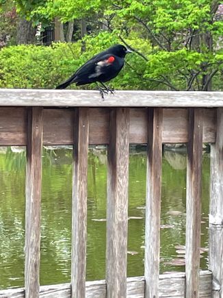 This is my nemesis.  Not a great picture, as close as I wanted to get.  I’m pretty sure he’s plotting my demise. 