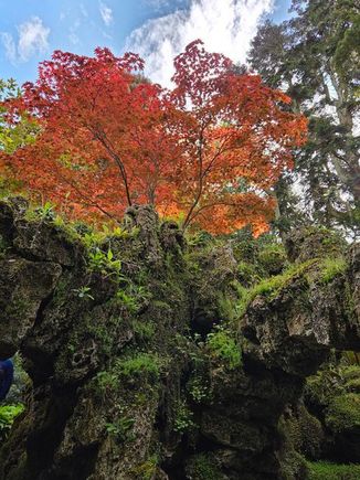 it is also an arboretum