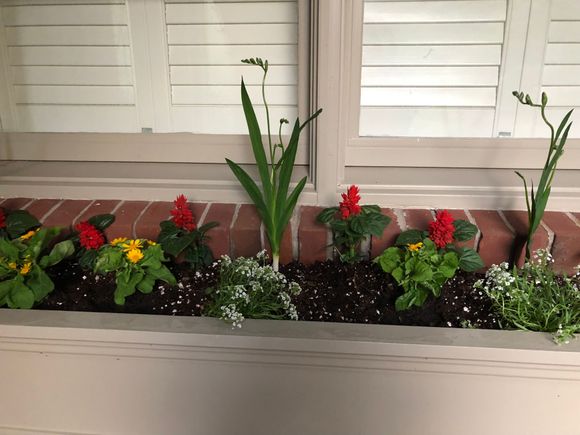 Long box...still needs ivy.  Tall plants in back purple freesia.