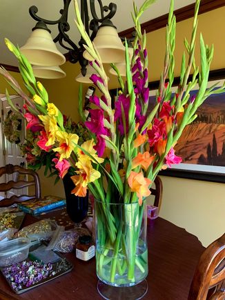 She loves Gladiolas!