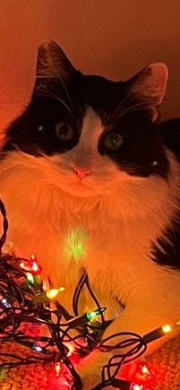 Hope your holidays were purrrfect 