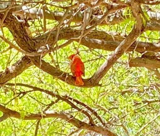 Sorry for the fuzzy pic. Does anyone know what this is. The red birds we commonly see are vermillion flycatchers and cardinals but this is neither. Is it a scarlett taninger?