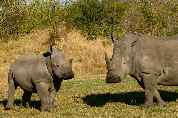 Black Rhinos