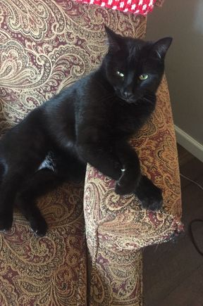 I have a black mini panther too. This is Inky getting ready to shelter in his favorite chair to nap. And no, he is not angry. That’s his resting cat face. 