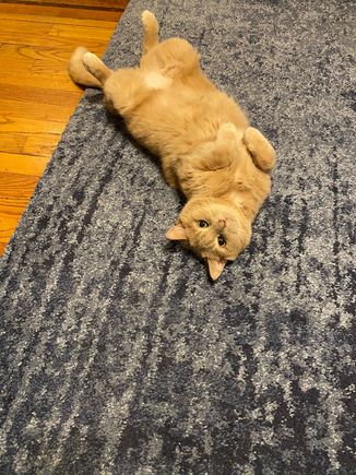 Opie wishes everyone a happy National Cat Day (but here thinks it was yesterday, although every day is National Cat Day for him). 