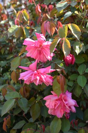 Giardini Reali