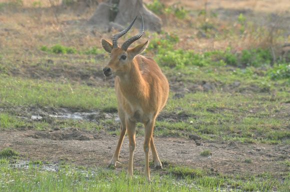 The Red Lechwe 