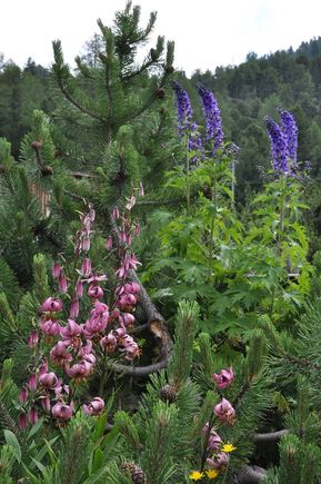 near Morteratsch glacier