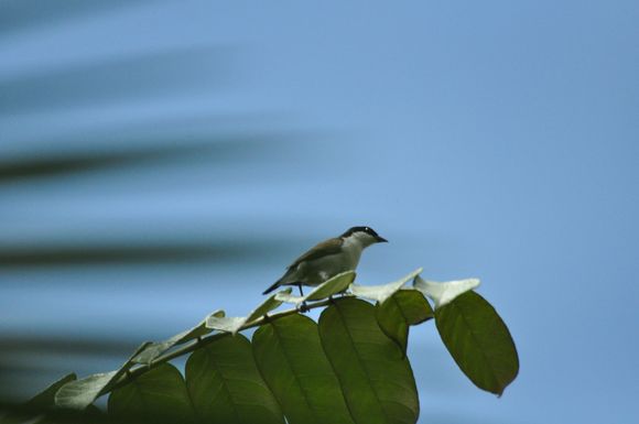 Brown-Crowned Tchagra