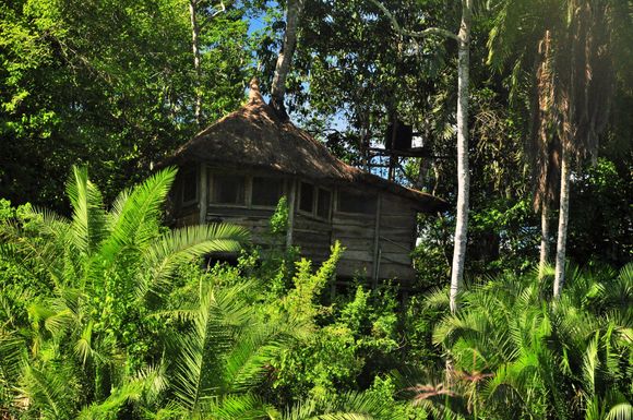 The 'honeymoon suite' overlooking the baai. A forest clearing where chimps, forest elephants and hogs forage
