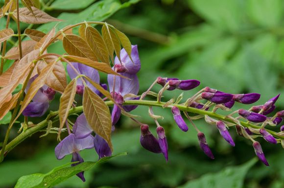 This was the last of the 2019 wisteria last fall in Conques, France.