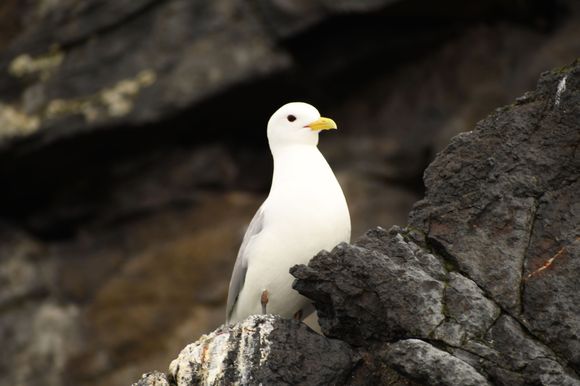 I think this is the fulmar or the "puking bird".