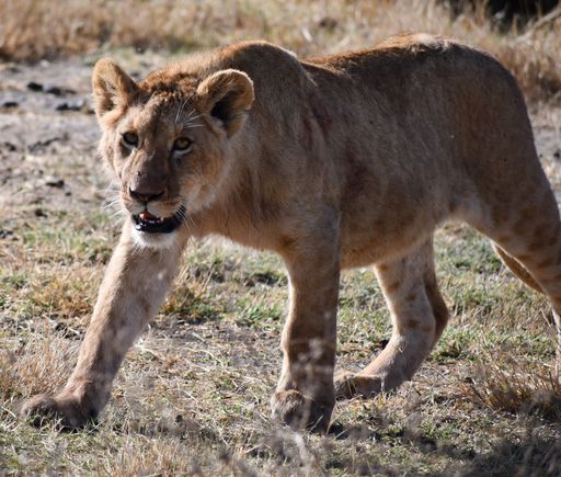 Trying to decide whether to face-off with a Cape Buffalo