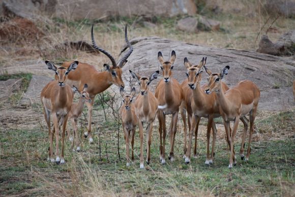Male impala with his "harem."