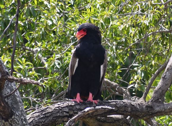 A bateleur - for which the camp is named.
