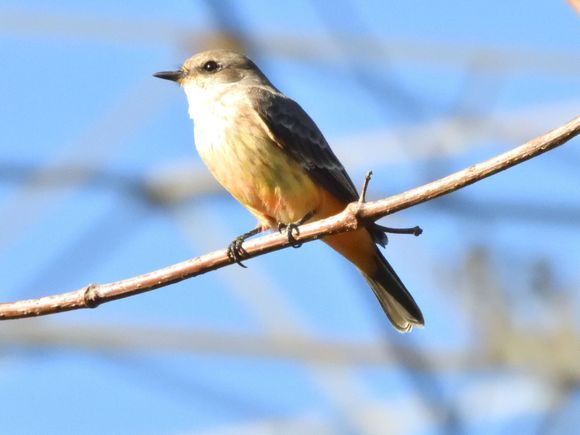 Vermilion Flycatcher