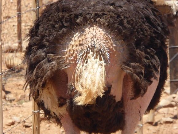 This one is not shaking too many tail feathers!