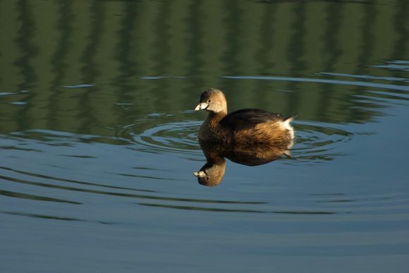 Pied billed Grebe bleeding plumage
